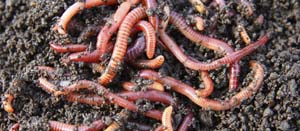 Worms in your garden, what are the benefits?